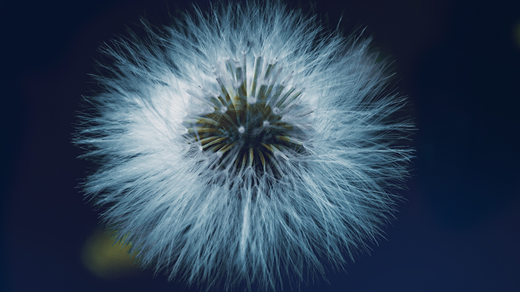 insight-morningstar-746-419.png