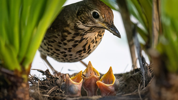 AM-rise-above-the-noise-birds.jpg