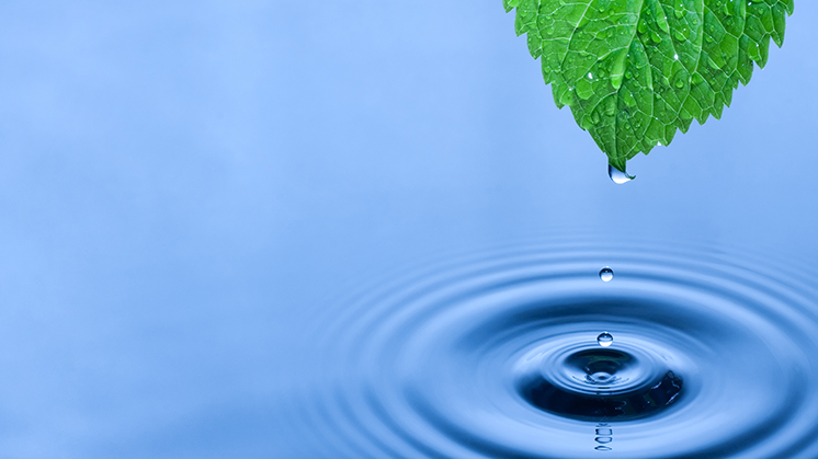 Water-leaf---for-James-Holt-blog-Feb-15.jpg