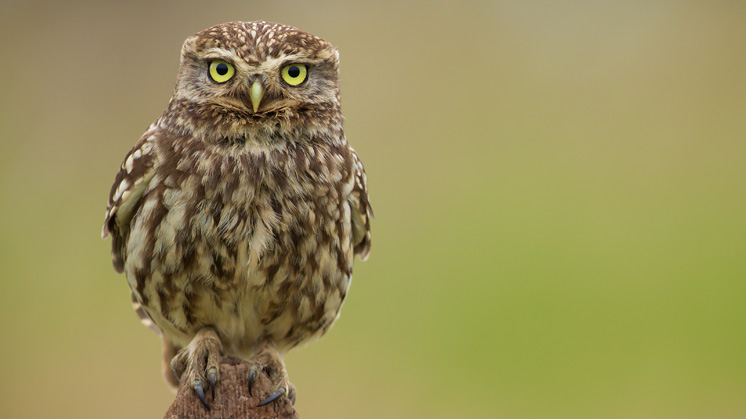 owl.jpg