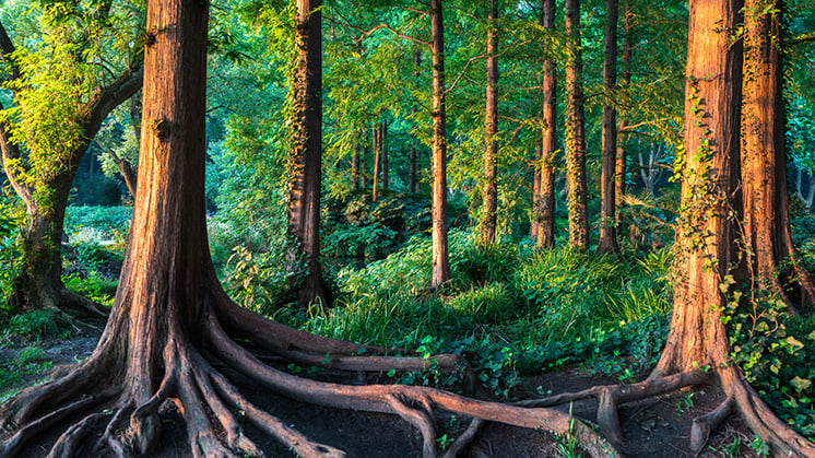 Forest-826964062.jpg