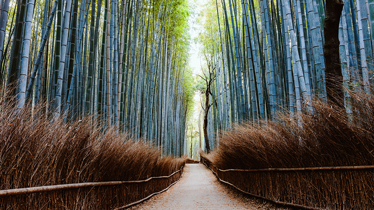 insight-retirement-trees-746-419.png