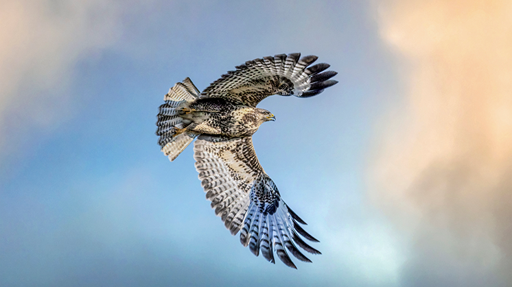 insight-look-value-eagle-746-419.png