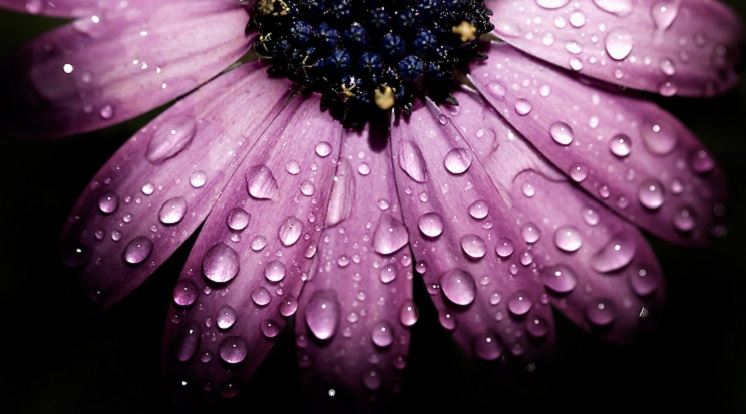 flower-purple-746-419.jpg
